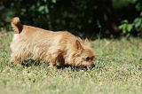 NORWICH TERRIER 067